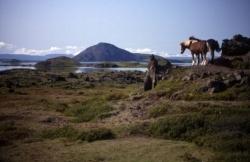 Island Pony´s am Myvatn