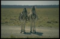 nochmal Zebras